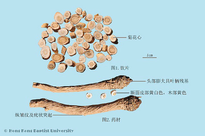 榆白皮