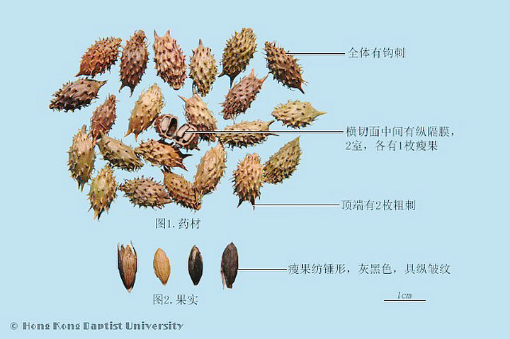 苍耳子