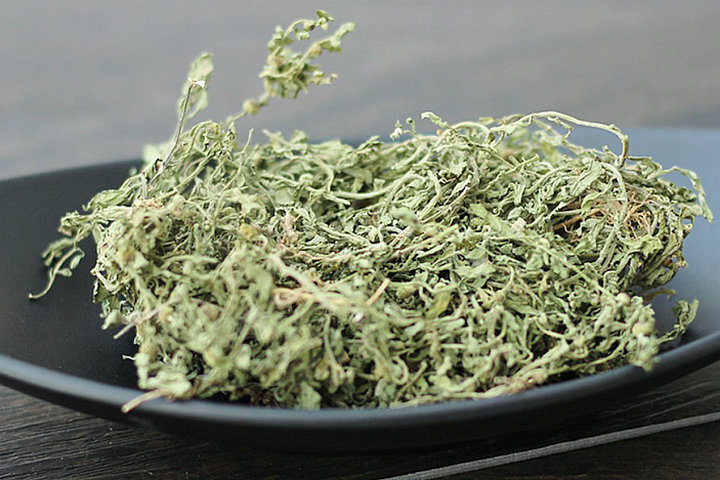 鹅不食草