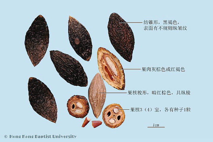青果