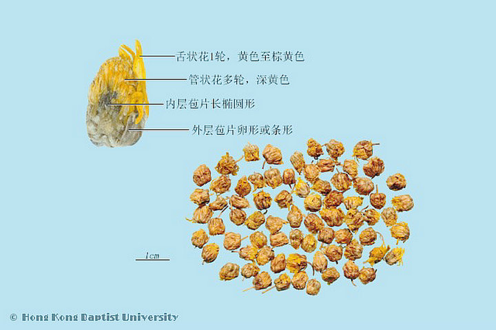 野菊花