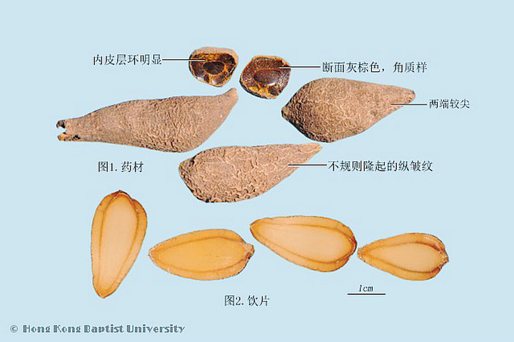 郁金