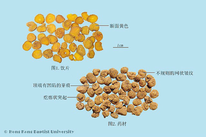 延胡索