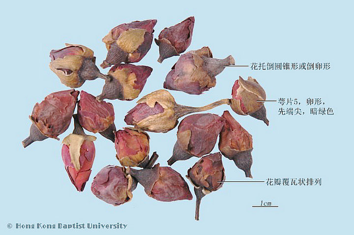 月季花
