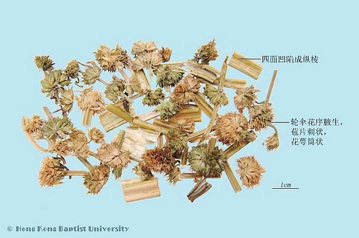 益母草