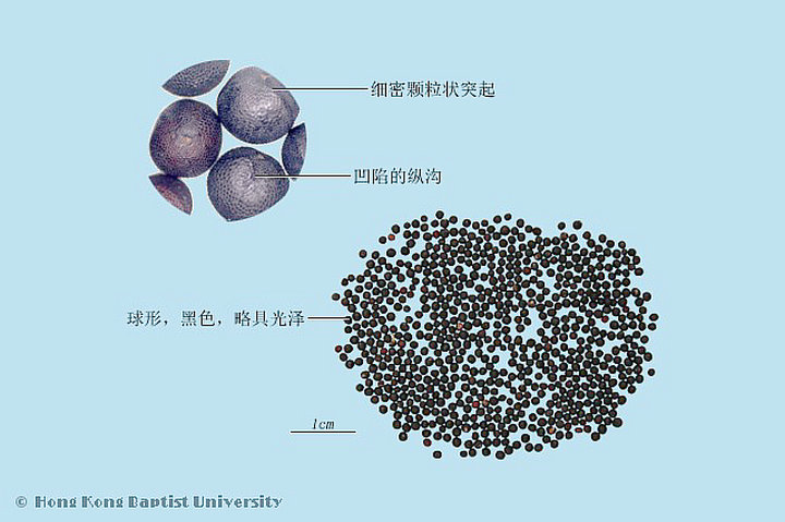 王不留行