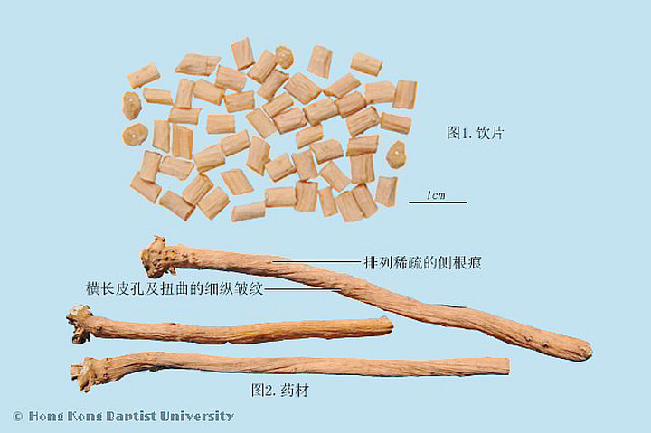 牛膝