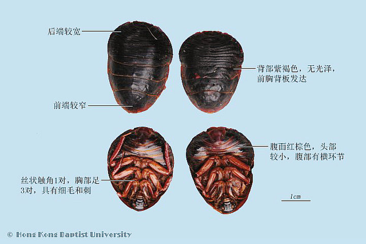 土鳖虫（䗪虫）