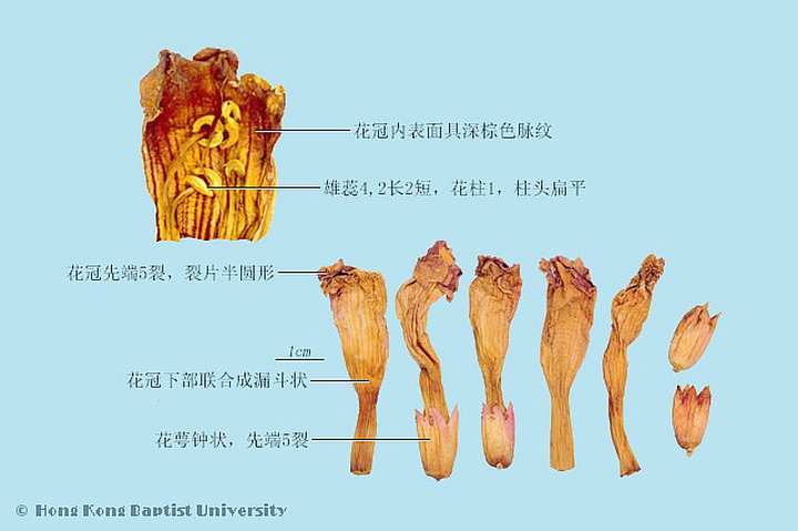 凌霄花