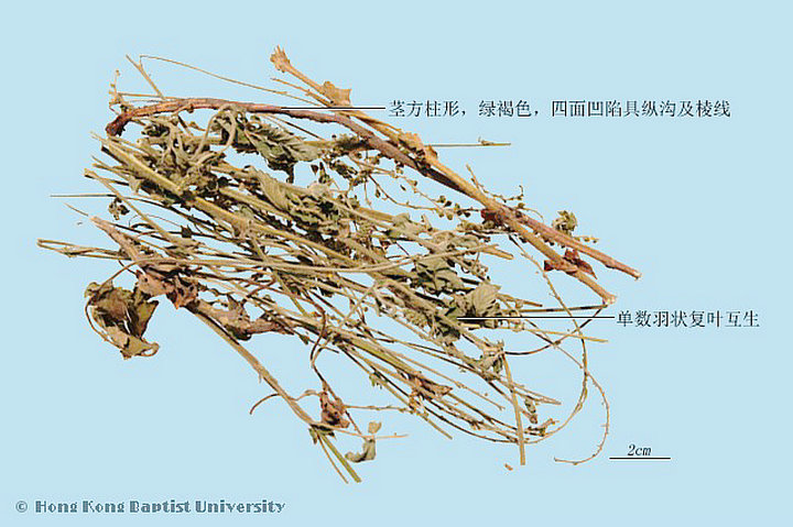 仙鹤草