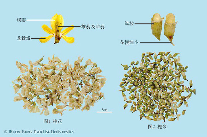 槐花