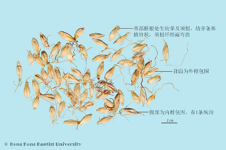麦芽