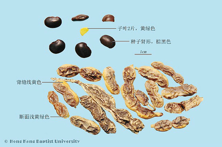 槐角