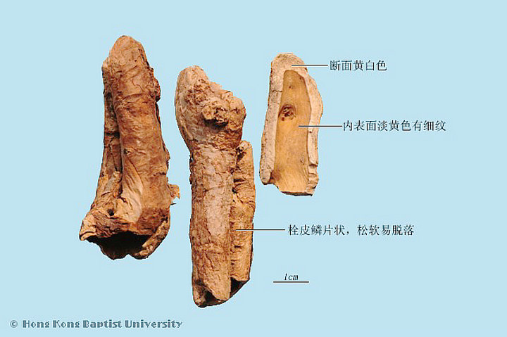 香加皮