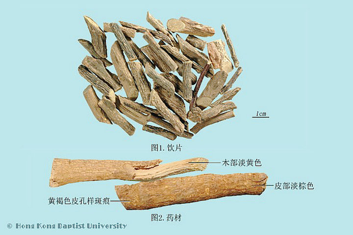 两面针