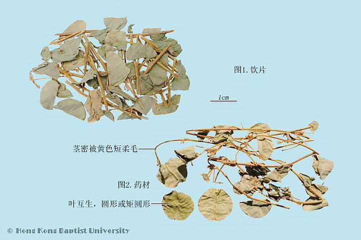 广金钱草