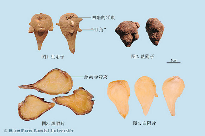 附子