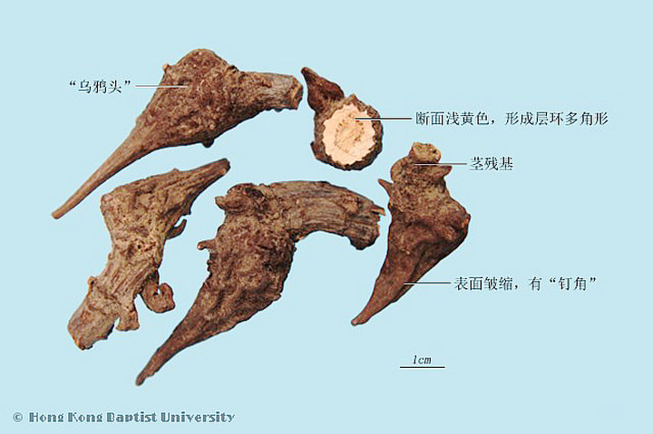 川乌
