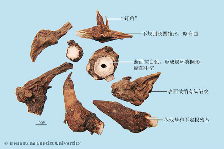 草乌