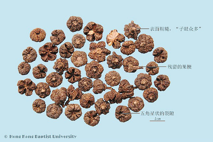 吴茱萸