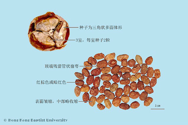 红豆蔻