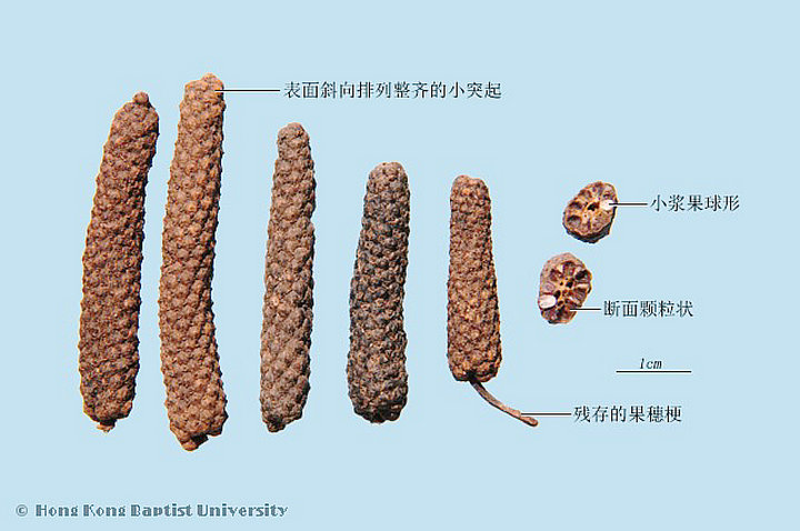 荜茇
