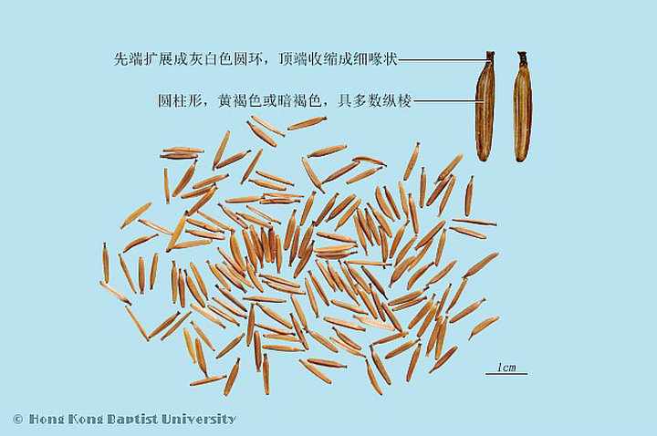 鹤虱