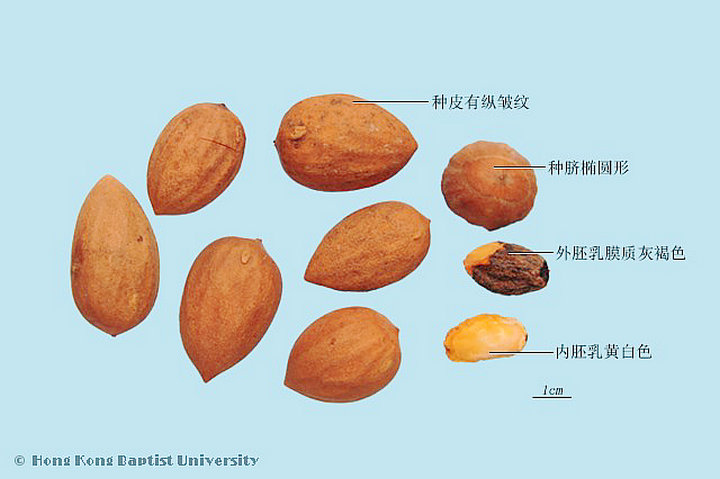 榧子