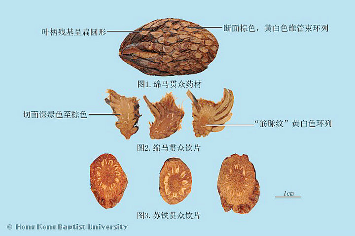 贯众