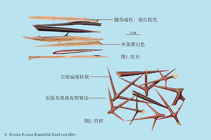 皂角刺