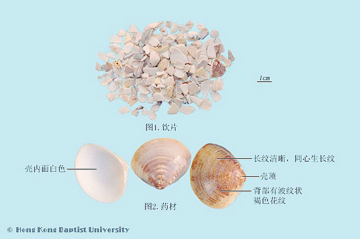 蛤壳