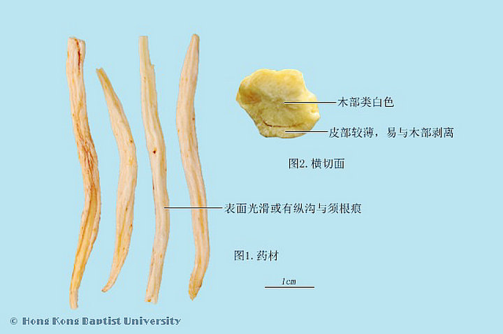 明党参