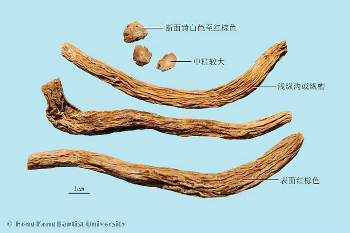 百部