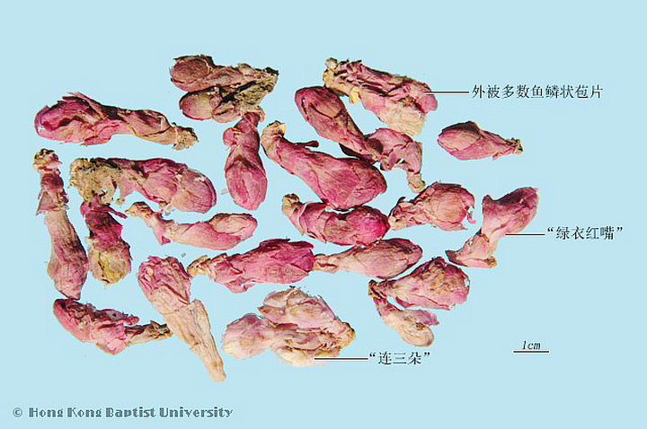款冬花