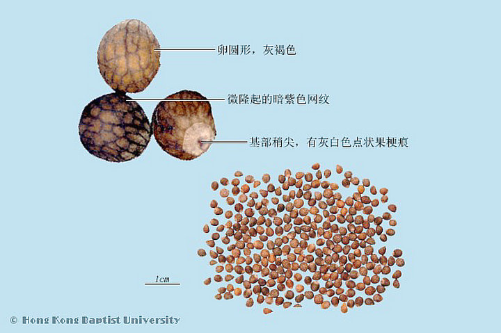 苏子