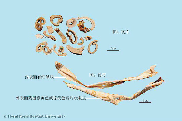 桑白皮