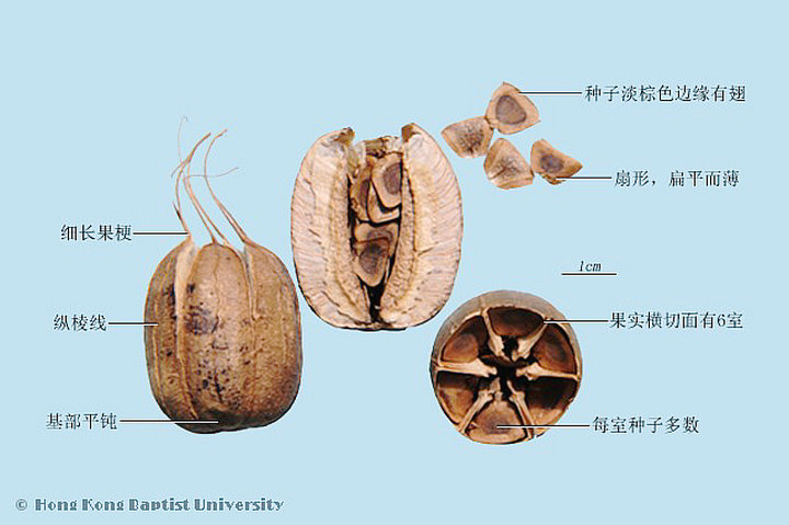 马兜铃