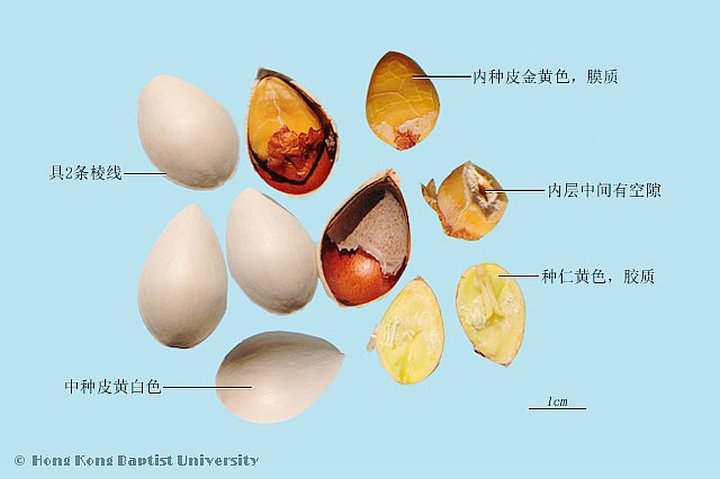 白果