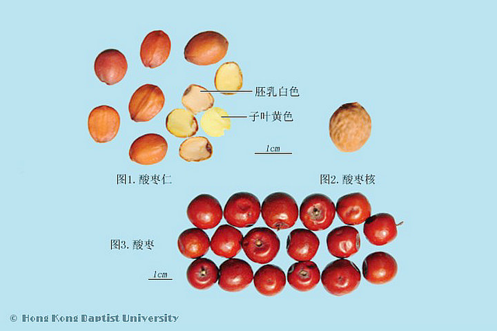 酸枣仁