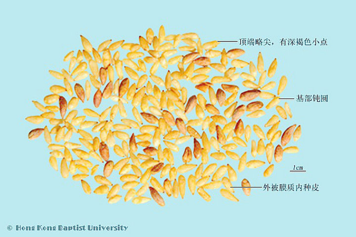 柏子仁