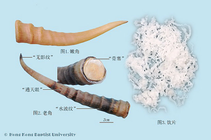 羚羊角