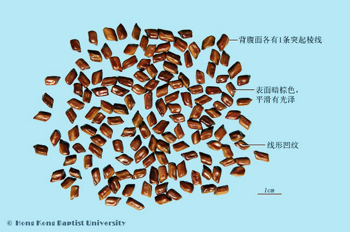 决明子