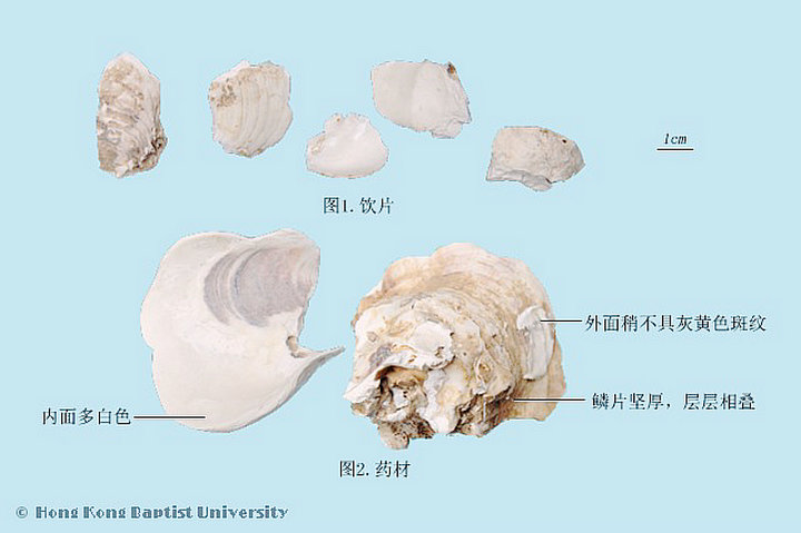 牡蛎