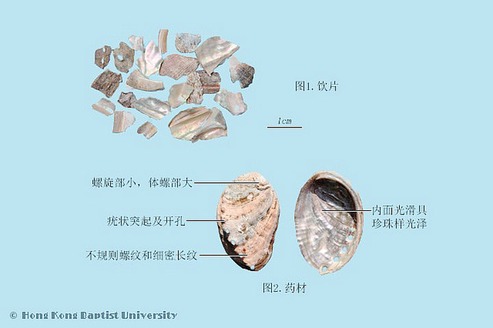 石决明