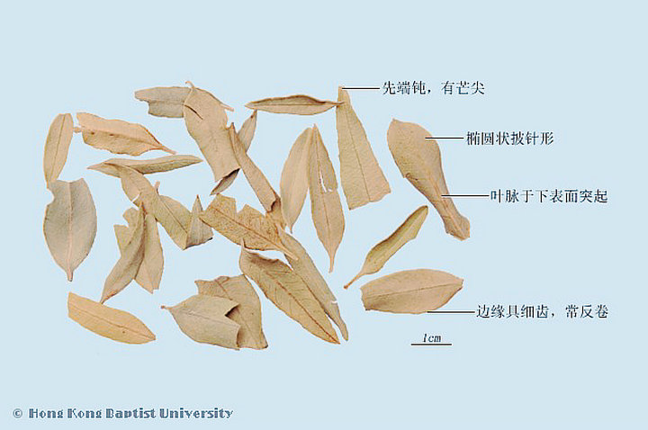 罗布麻