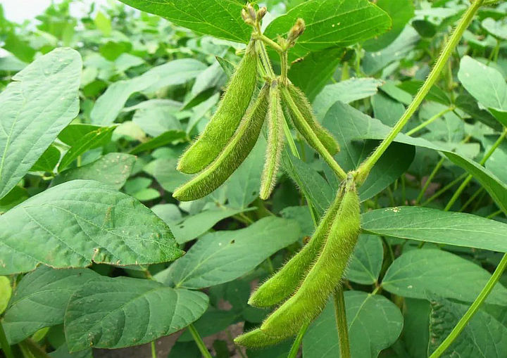 黑豆衣