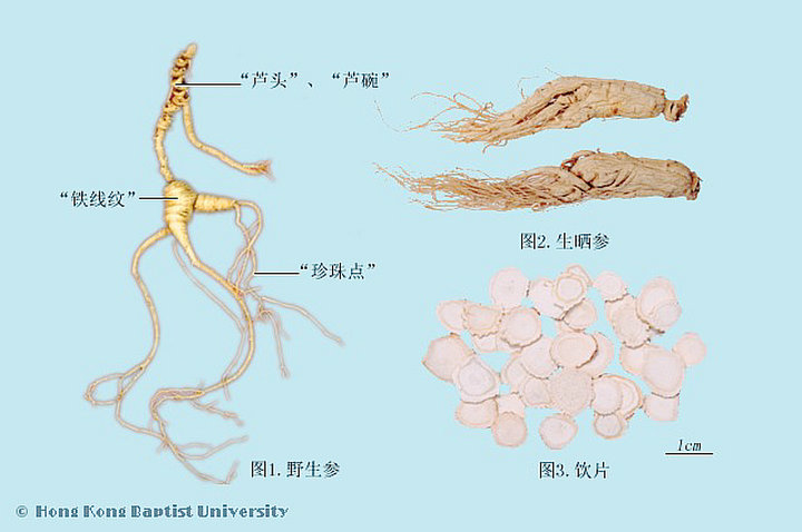 人参