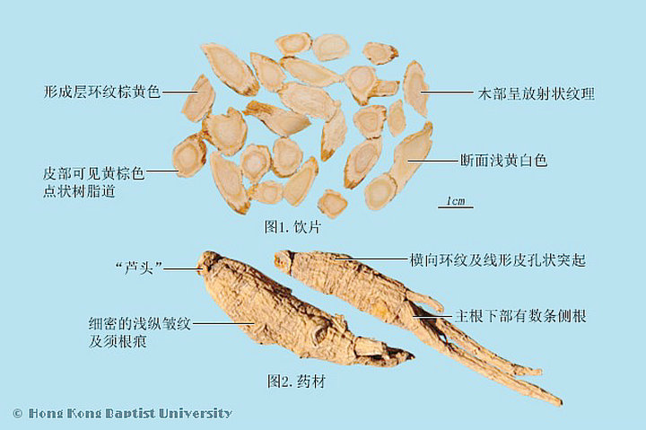 西洋参