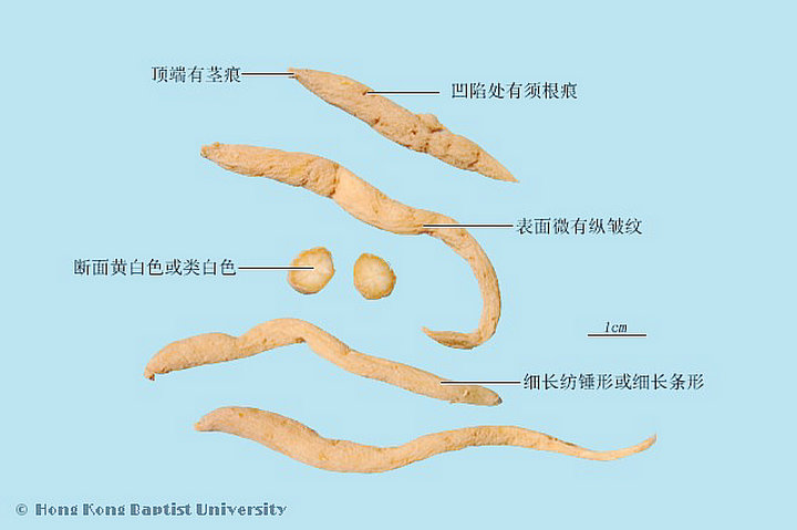太子参