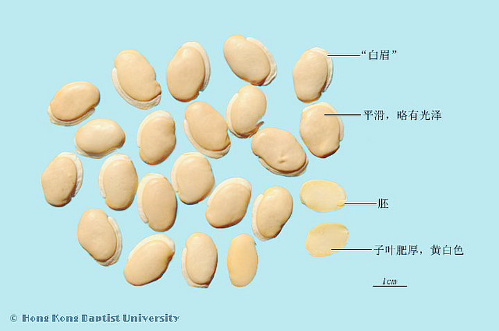 扁豆